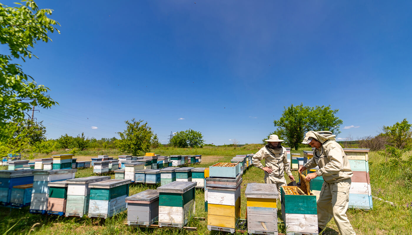 “Pure Honey: Nature’s Golden Superfood for Health, Beauty & Wellness”